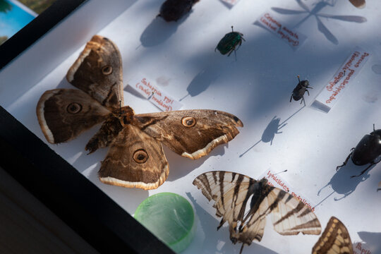 collection of mounted insects, including a saturnia pyri moth and butterflies, displayed in a wooden frame with labels, scientific entomological specimen set, concept of education, biology, research.