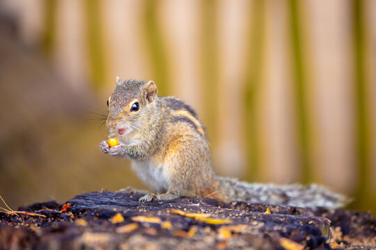 Chipmunk against the backdrop of tropical nature. Chipmunk close-up, running along tree branches.