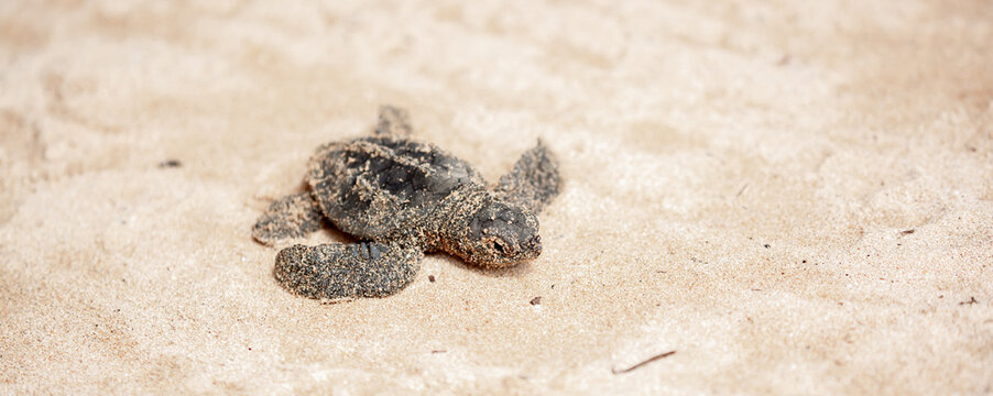 A small baby sea turtle crawls along the sandy shore towards the ocean to survive. The turtle hatched on the island of Sri Lanka. New life, saving the population, the way forward to a new life.