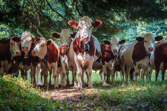Providential meeting with Montb&eacute;liarde cows under the trees in the Jura mountains - France