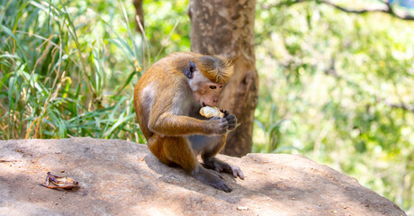 A macaque monkey sits on a tree in the jungle. Wildlife scene with wild animals. © Vera