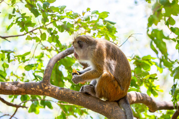 A macaque monkey sits on a tree in the jungle. Wildlife scene with wild animals. © Vera
