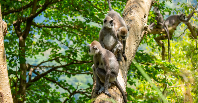 Gray hanuman langurs on a tree. Monkeys in the wild in the jungles of Sri Lanka. Troop of monkeys on trees. Wildlife scene with wild animals.