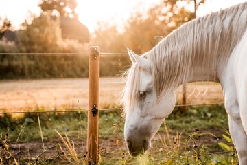 White horse grazing by wooden fence in sunlit pasture at golden hour, close-up portrait on a rural farm field © PIC by Femke
