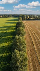 Fototapeta premium Aerial view of rural landscape with green wheat field beside harvested brown land separated by tall trees. Bright blue sky with white clouds hangs over agricultural farm terrain. Sunny summer