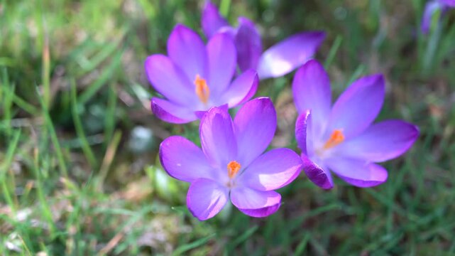 Aerial top view of blooming purple crocus flowers in spring, fresh seasonal nature background with soft sunlight and delicate petals	