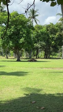 Herd of deer resting in the shade of lush green trees on a grassy field