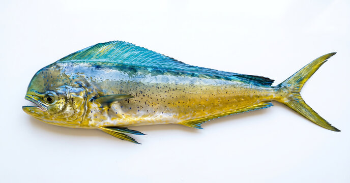 Vibrant Mahi Mahi Dorado Fish Side View Isolated On White Background
