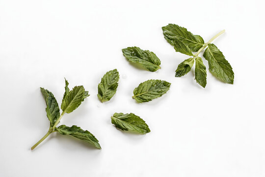 Fresh green mint leaves arranged in a scattered pattern on a white background, food styling and culinary