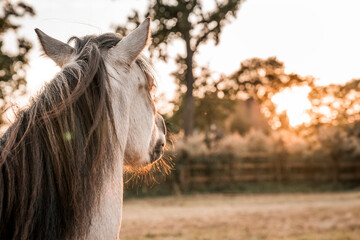Light-colored horse with long flowing mane looking toward sunset over a fenced rural pasture at golden hour © PIC by Femke