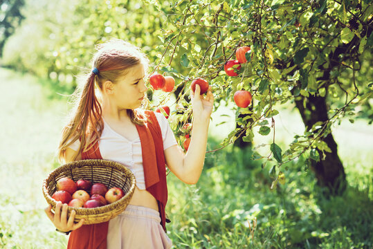 Child picking apples on farm in autumn. Little girl playing in tree orchard. Healthy nutrition. Cute little girl eating red delicious fruit. Harvest Concept. Apple picking.