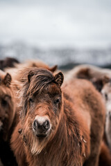 Close-up portrait of a shaggy brown pony with long mane in a herd on a misty overcast moorland landscape © PIC by Femke