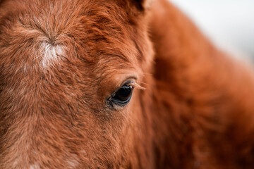 Intimate close-up portrait of a chestnut horse focusing on the eye, forehead and mane detail with warm natural lighting © PIC by Femke