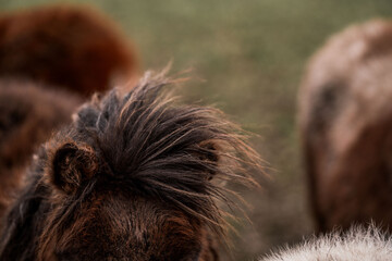 Close-up of shaggy brown ponies with thick manes grazing in a grassy pasture, shallow depth of field © PIC by Femke