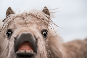 Close-up portrait of a shaggy pony revealing teeth and a curious expression, wet mane and whiskers visible against an overcast sky © PIC by Femke