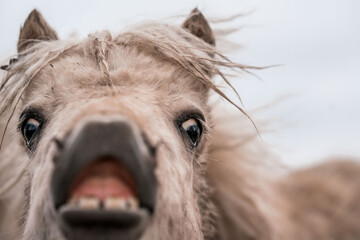 Close-up portrait of a light brown pony showing teeth with wind-blown mane and playful expression © PIC by Femke