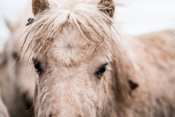 Close-up portrait of a shaggy cream-colored pony with thick mane and gentle eyes in soft natural light © PIC by Femke