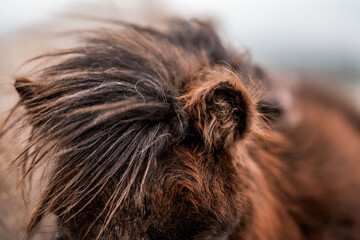 Close-up portrait of a shaggy brown pony with long mane covering its eye, textured coat and soft blurred background © PIC by Femke