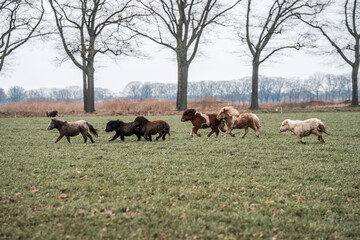 Naklejka premium Herd of horses galloping across a grassy field with bare trees in a rural winter landscape