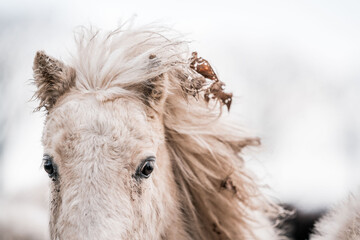Close-up portrait of a cream-colored horse with a windblown mane in a snowy winter landscape with soft natural light and muted background © PIC by Femke