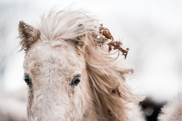 Close-up portrait of a white horse with windblown mane and dried leaves tangled in its hair in a snowy winter landscape © PIC by Femke