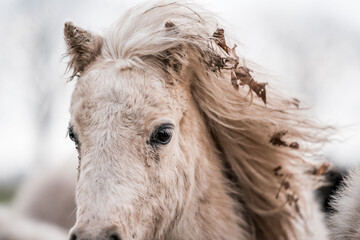 Close-up portrait of a windblown cream-colored pony with tousled mane and soft winter background © PIC by Femke