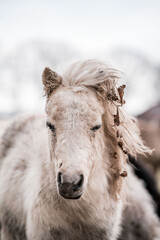 Close-up portrait of a light cream pony with braided mane in a snowy rural winter setting © PIC by Femke