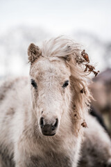 Close-up portrait of a white pony with a windswept mane and dried leaves tangled in its hair in a snowy winter landscape © PIC by Femke