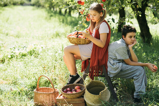 Children picking ripe apples from a tree in sunny orchard, holding a basket during harvest season, symbolizing organic farming, healthy lifestyle, natural food, countryside traditions,