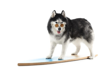 Siberian husky dog wearing sunglasses and standing on a surfboard, summer vacation and pet travel concept, the cute and funny animal is isolated on a clean white background © Pixel-Shot