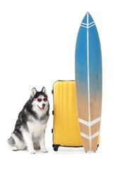 Siberian husky dog wearing pink sunglasses next to a yellow suitcase and surfboard, ready for a summer vacation, the items are isolated on a clean white background © Pixel-Shot