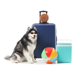 Siberian husky dog wearing sunglasses ready for summer vacation with luggage beach ball and cooler isolated on white background © Pixel-Shot