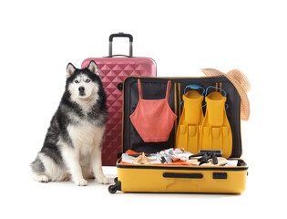 Siberian husky dog sitting next to open luggage with summer vacation travel items, isolated on a white background, a siberian husky dog sits beside an open yellow suitcase and a closed pink suitcase © Pixel-Shot