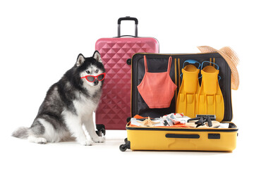 Siberian husky dog wearing red sunglasses next to open luggage packed for a summer vacation trip isolated on white background © Pixel-Shot