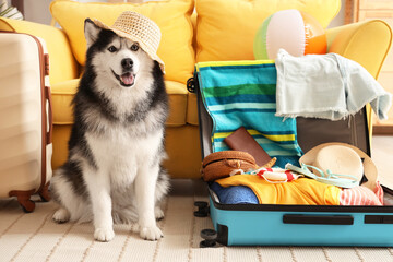 Happy husky dog wearing a straw hat sitting next to an open suitcase packed for a summer vacation trip © Pixel-Shot