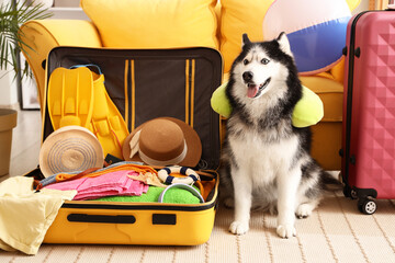 Siberian husky dog wearing armbands sitting next to an open yellow suitcase packed with summer vacation items © Pixel-Shot