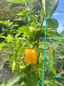 Bell peppers on the vine