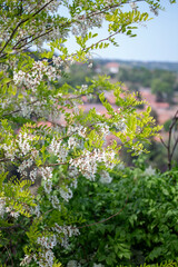 Obraz premium White Acacia Blossoms Against a Bright Blue Sky