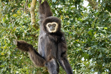 Fototapeta premium A male Lars Gibbon in a tree