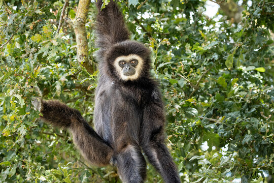A male Lars Gibbon in a tree
