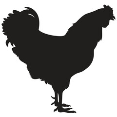 Rooster Silhouette on white background © alexeypushkin