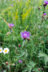 Fototapeta premium Purple brown knapweed wildflower blooming in a green summer meadow
