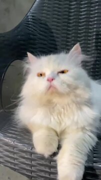 Charming white cat sitting on a garden chair