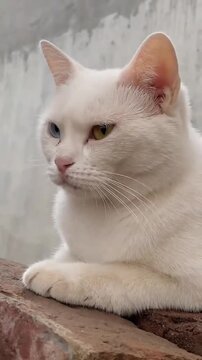 White cat with heterochromia eyes resting on brick wall