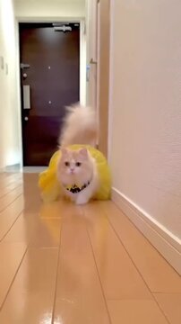 Fluffy cat wearing yellow dress walking on wooden floor