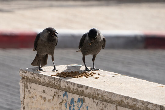 Jackdaws Eating Cat Food