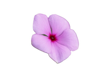 Varios pétalos de Catharanthus roseus vinca  en un fondo transparente  © Elika R