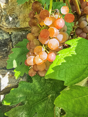 Bunch of ripe pink grapes illuminated by sunlight on a vine against a stone wall. Viticulture, winemaking and autumn harvest concept. © Светлана Кушнир