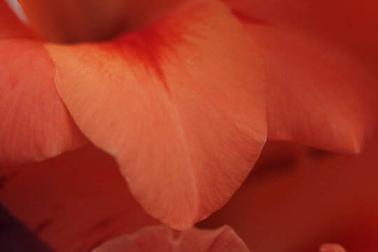 Smoke soft focus close-up red, orange Gladiolus Flower bud Petals. Natural art light blur background.