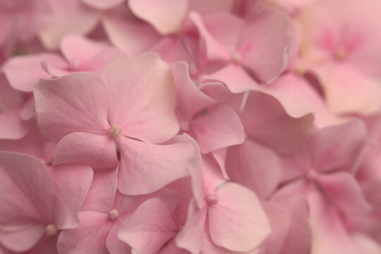Smoke soft focus close-up cream beige, pink Hydrangea Flower bud Petals, pistil; stamen. Natural art light blur  background.